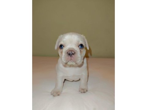 Fransız bulldog dişi ve erkek