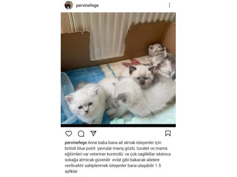 Tatlı mı tatlı british shorthair bebişler