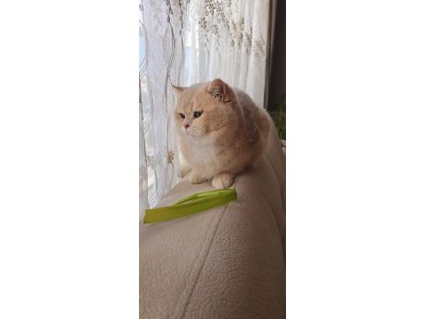 British shorthair ny1233 erkek