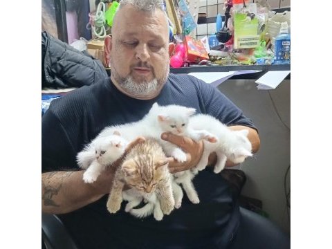 Teslime hazır iran kedisi yavrular