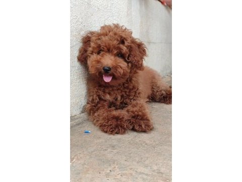 Browni poodle köpeğimiz için yuva