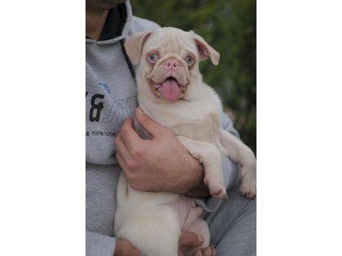 Egzotik renk pink pug yavrular