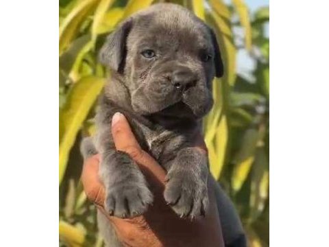 Ev ve bahçeniz için cane corso kapıda ödeme mevcuttur