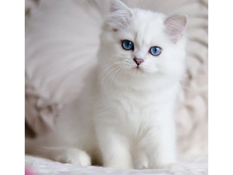 Maviş yavrular british shorthair