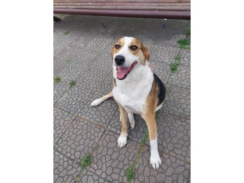Ciddi alıcılar ulaşsın lütfen