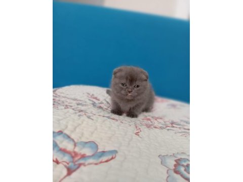 Çok tatlı dişi scottish fold kedim