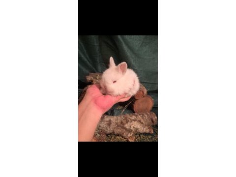 Cüce tavşan bebiş