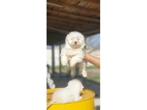 Kar beyaz terrier yavrular