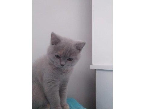 10 aylık dişi british shorthair