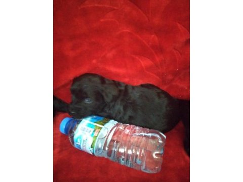 Siyah inci morkie ler