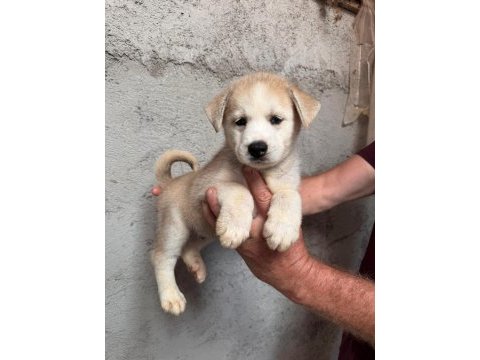 Tarım ve orman bakanlığı onaylı çiftlikten husky