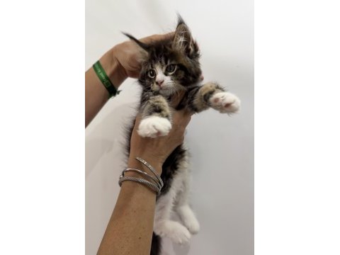 Küçük bir dev dişi maine coon