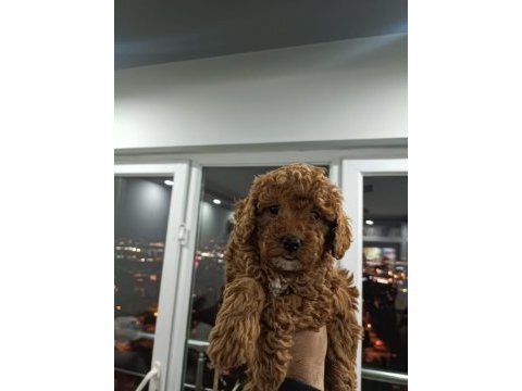 Toy poodle yavruları