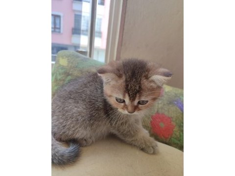 Golden tabby 2 aylık yavru kedimiz