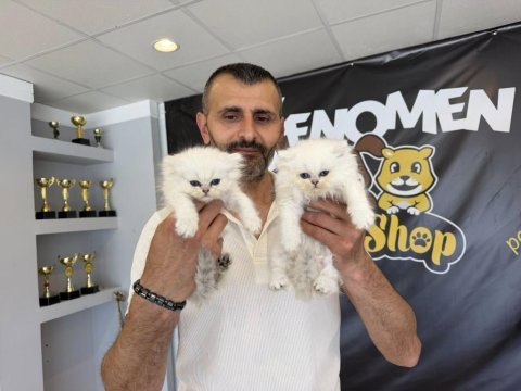 Kedi dünyasından renk renk brıtısh yavrular ankara