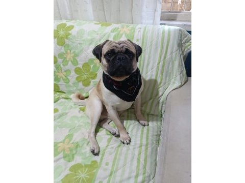 Safkan pug 1 yaşında erkek
