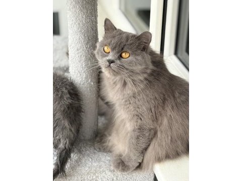Ücretsiz british longhair kedisi