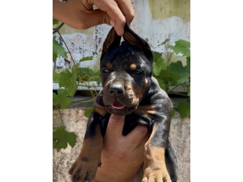 A scrli anne ve babadan üst düzeyde dobermanlar