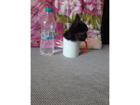 Mikro teacup yorkshire terrier