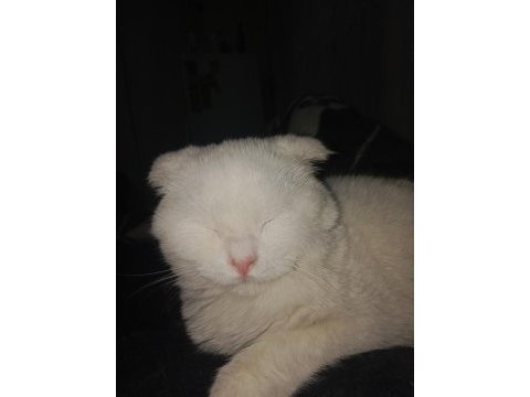 British shorthair kırık kulak kedimiz