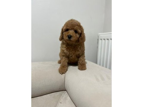 Yüksek kalite maltipoo dişi yavru
