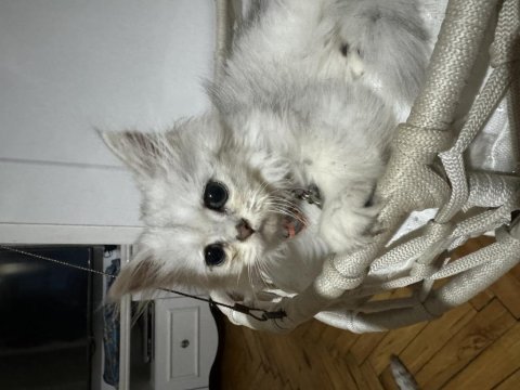 2 aylık yavru british longhair bebekler