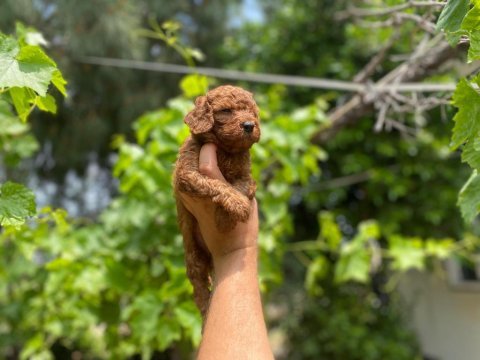 Dişi ve erkek poodle bebeklerimiz