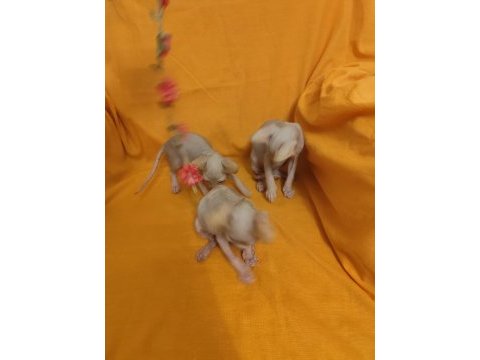 Sphynx home kampanya