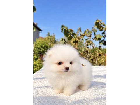 Üst düzey biblo mibi boy pomeranian boo
