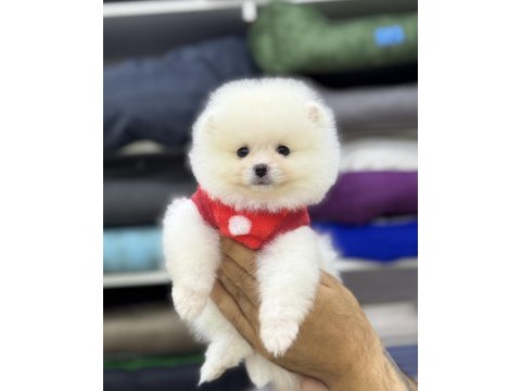 Pomeranian boo