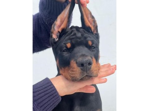 Europan fci federasyonlu doberman yavruları