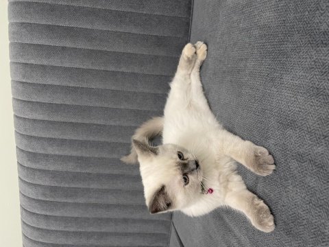 3 aylık dişi blue point british shorthair aşıları yapıldı