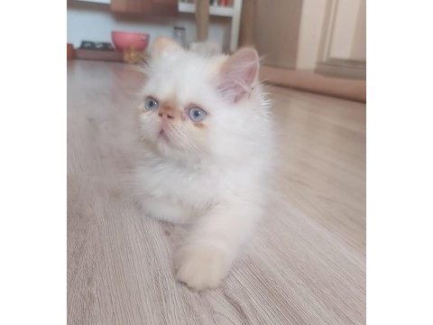 İran persiyan ve egzotik yavrular teslime hazır