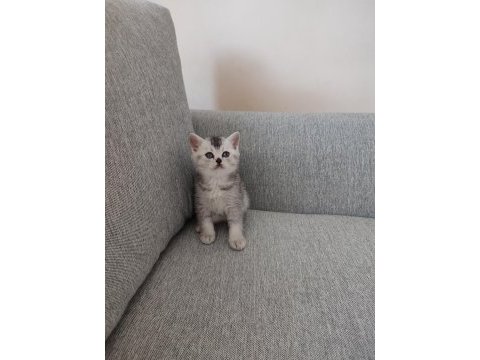 Babalık hakkı british shorthair yavrular