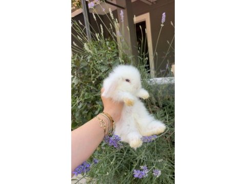 Safkan hollanda lop tavşanlar gönderim var