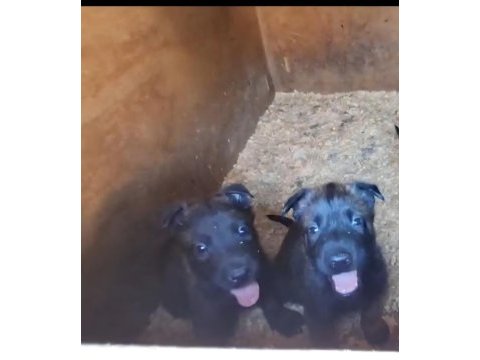 Tartısılmaz malinois bebekler
