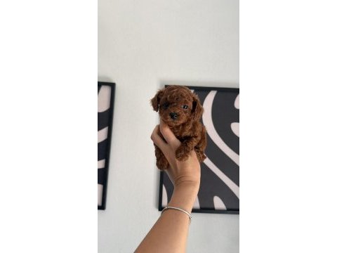 Toypoodle yavrularımız 