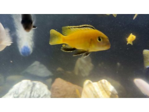 4-5 cm sarı prenses erkek takaz olur