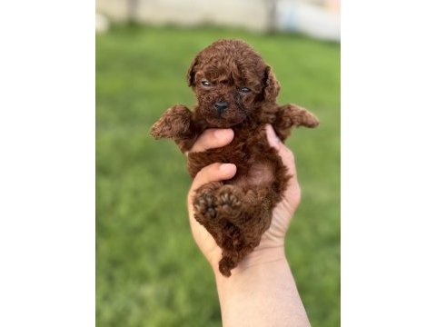 Teacup kore poodle bebekler
