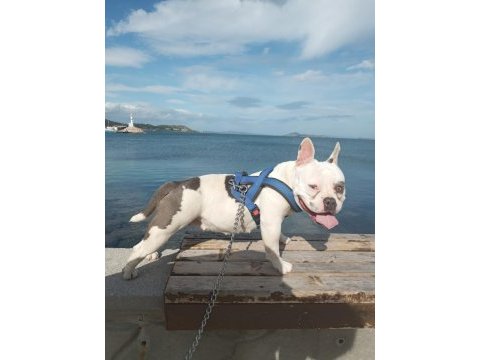 18 aylık dişi egzotik bully french bulldog şecereli