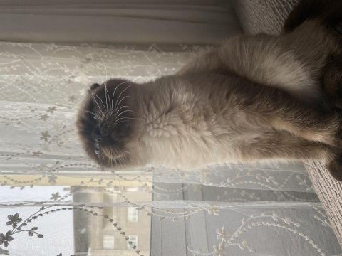 Mavi gözlü scottish fold