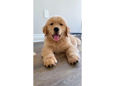 Son dişi golden retriever yavrumuz