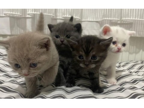 British shorthair yavrular