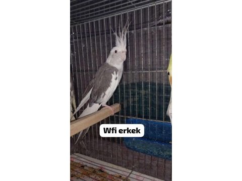 Sultan papağanı yavru ve damızlık kuşlar