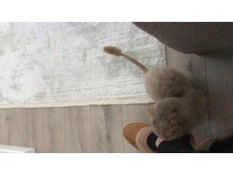 1 yaşında erkek scottishfold