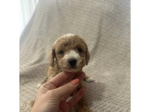 Maltipoo yavrular