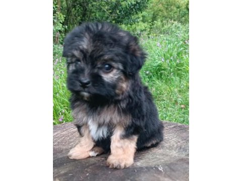 Morkie erkek