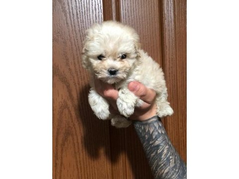 Orjinal sağlık garantili maltipoo bebeklerimiz