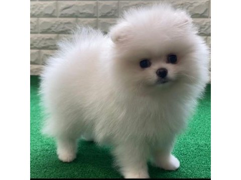 Teddy bear pomeranian yavruları
