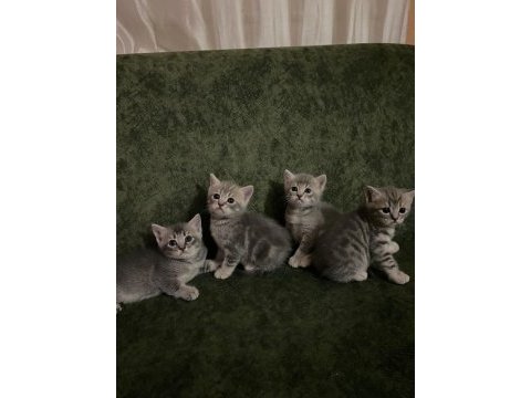 Yavru 37 günlük british shorthair